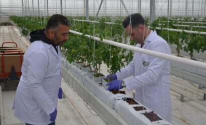 Konya jeotermal topraksız tarımın üssü oluyor