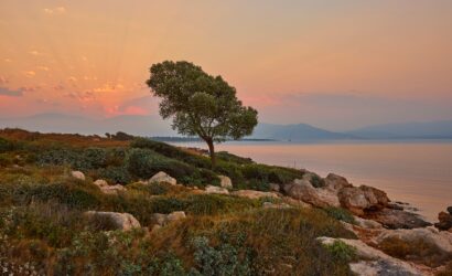 Anda Barut Collection