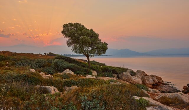 Anda Barut Collection